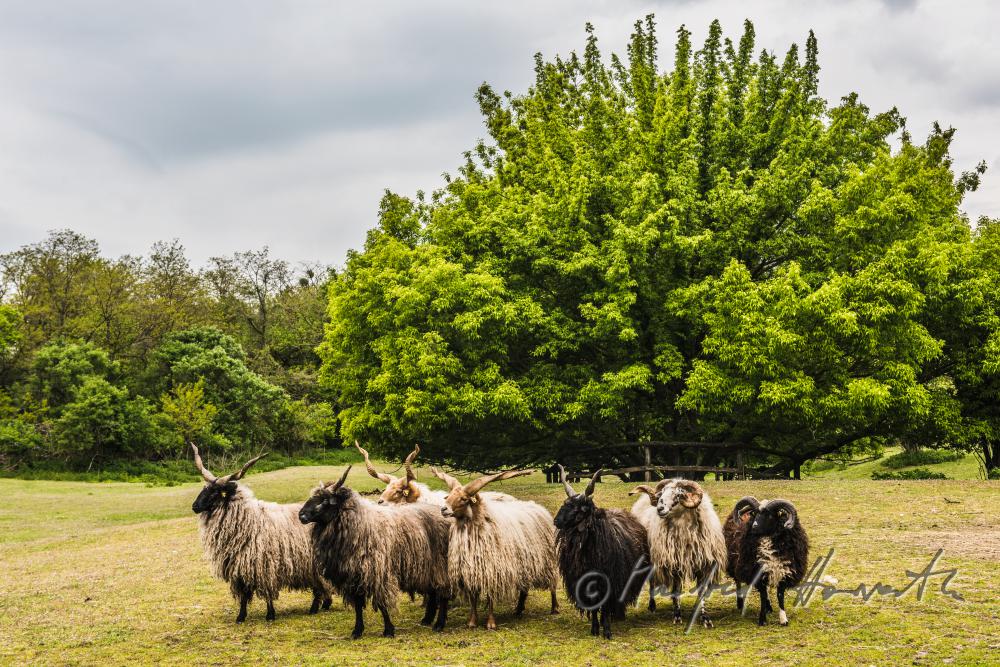 Racka in the animal park