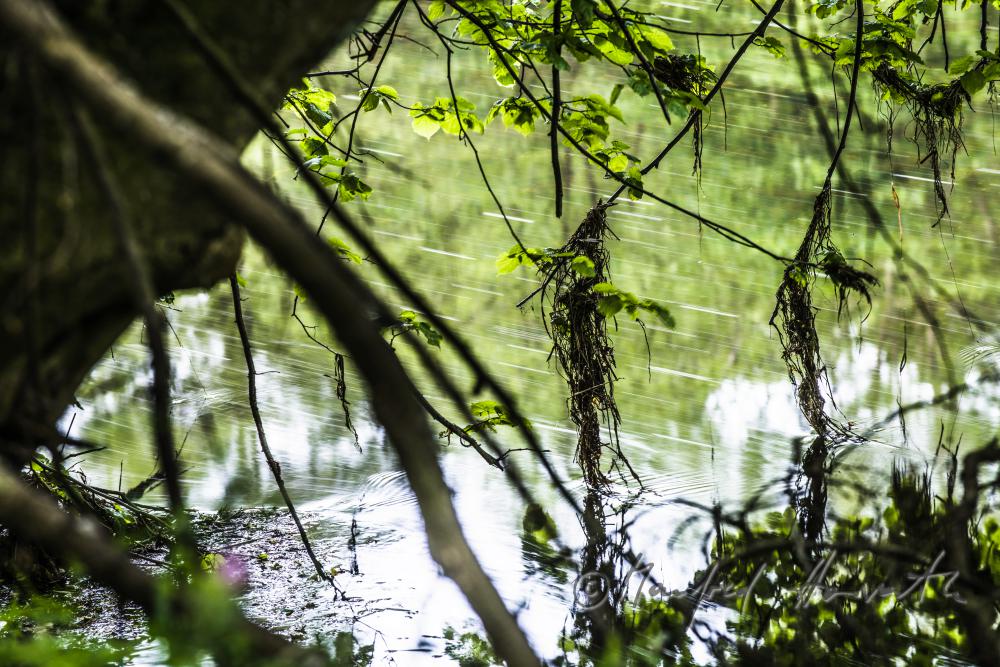 roots and the river bed of the River Thaya