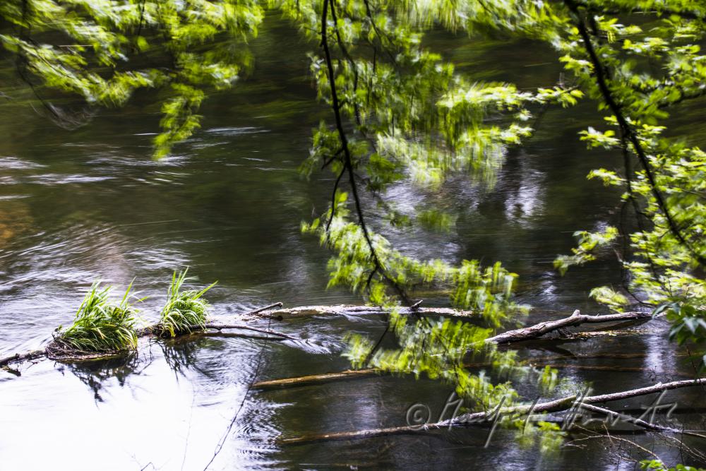 driftwood in the floodplains of the River Thaya