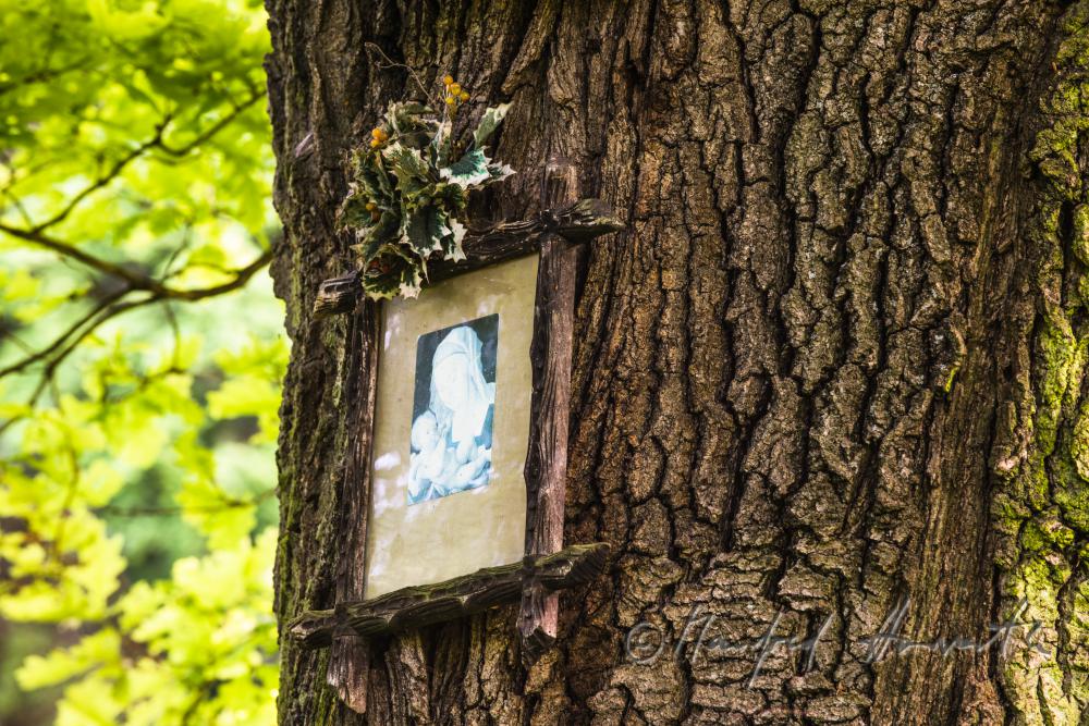 picture of Maria on an oak tree near the hiking track
