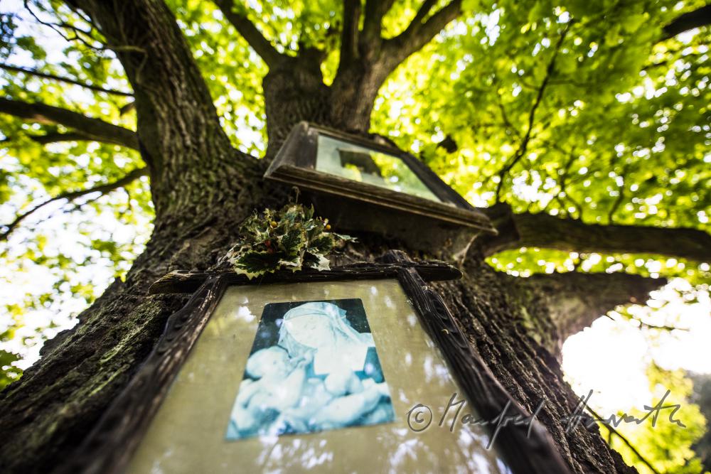 picture of Maria on an oak tree near the hiking track