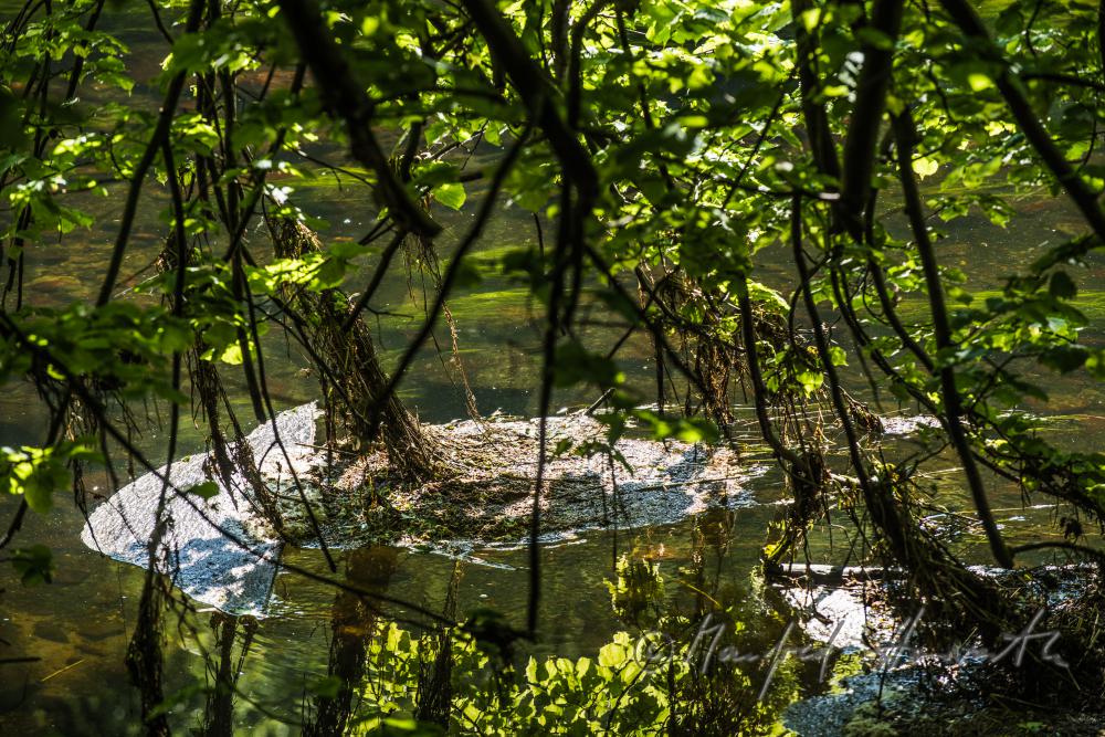 roots and the river bed of the River Thaya