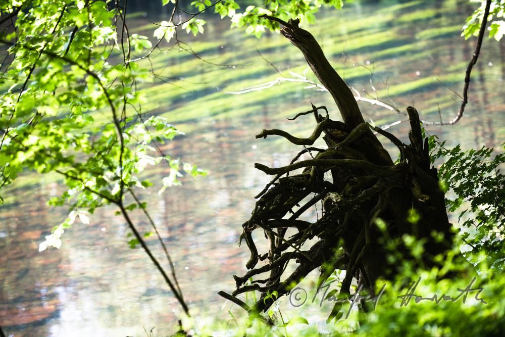 deadwood (rootstock) and river water-crowfoot