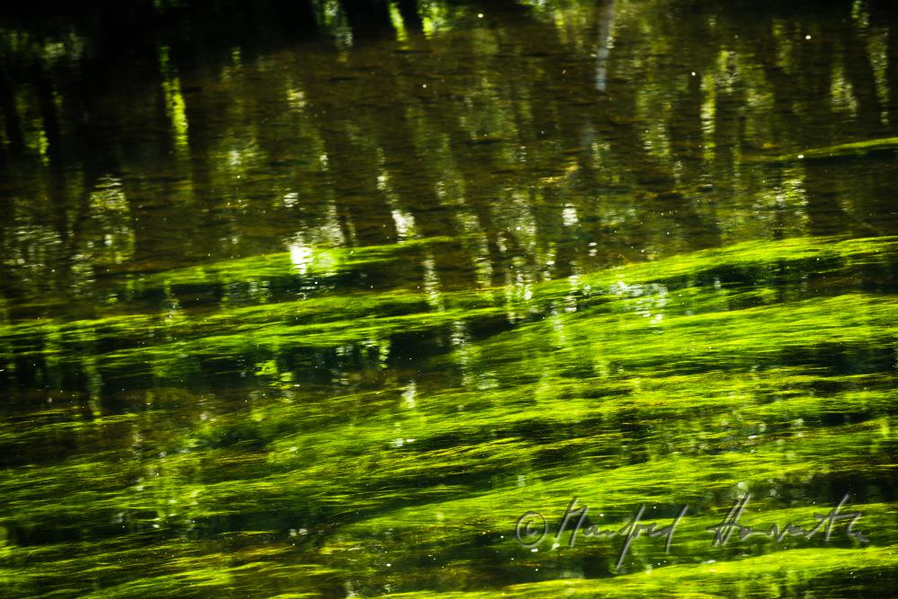 water-crowfoot in the riverbed of the River Thaya
