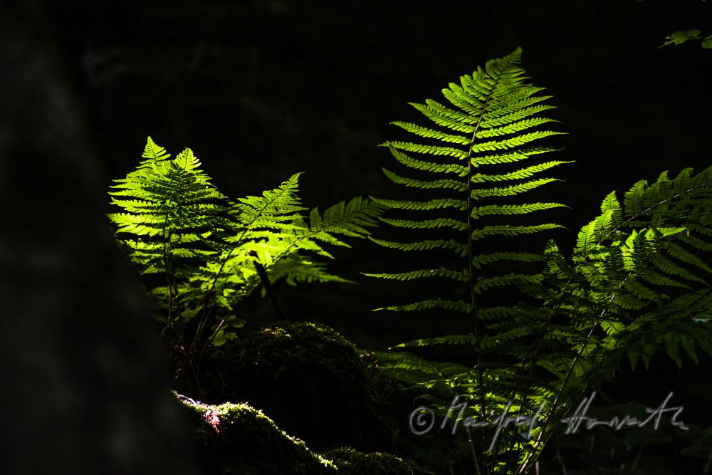 fern-population growing on a granite boulder