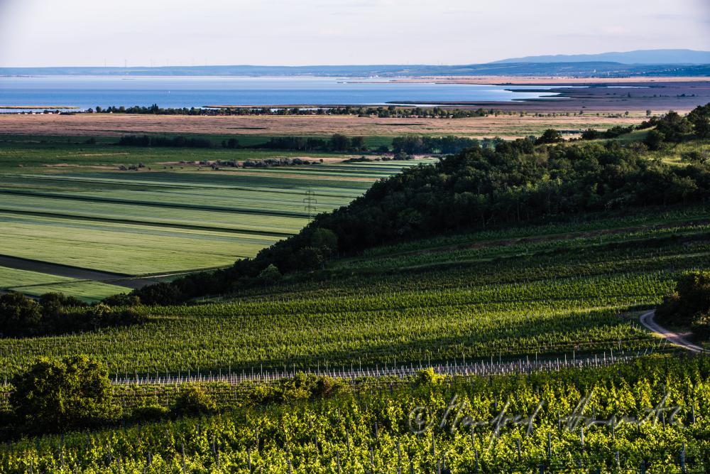 view fron the Hackelsberg to the Neusiedlersee