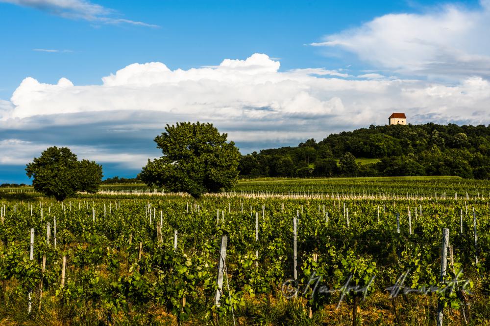 vineyards on Rusterberg