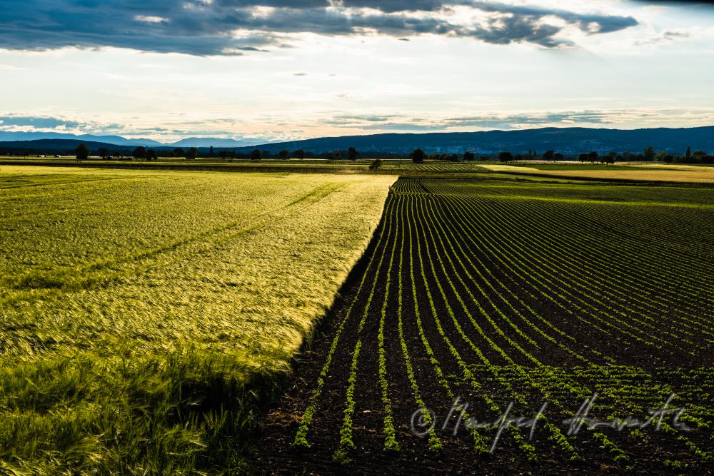 barley field in summer