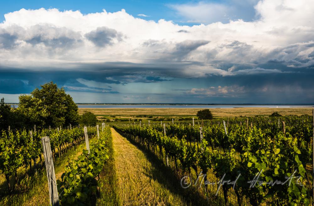 vineyards on Rusterberg
