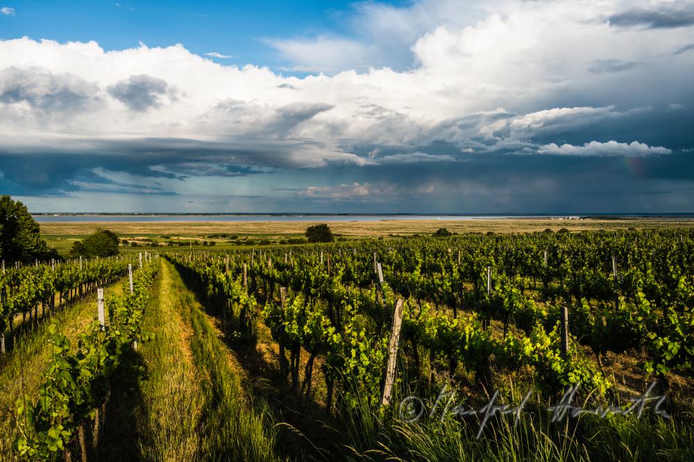 vineyards on Rusterberg