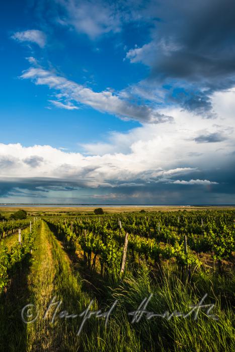 vineyards on Rusterberg
