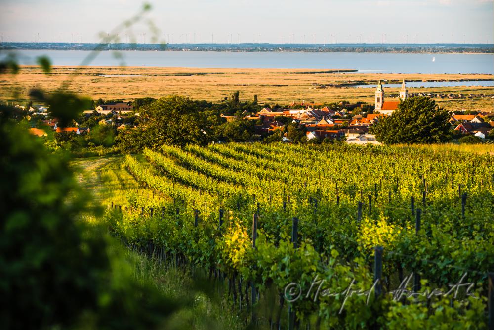 vineyards on Rusterberg