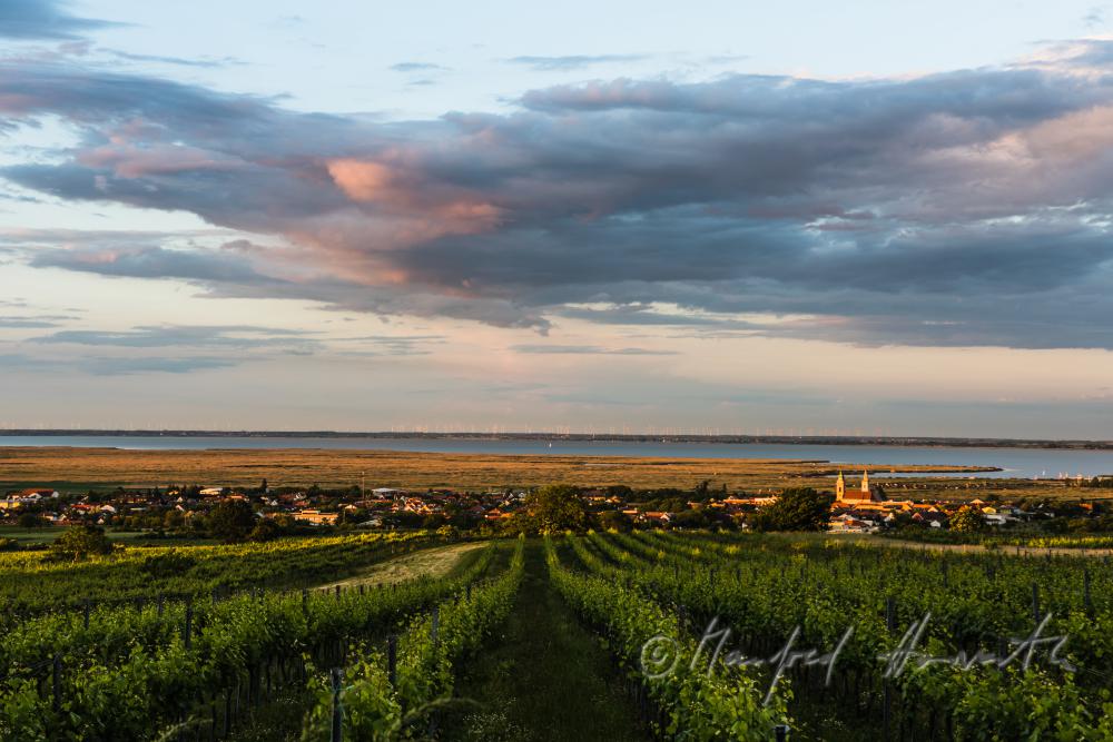 vineyards on Rusterberg