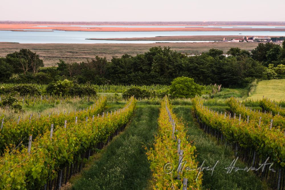 vineyards on Rusterberg