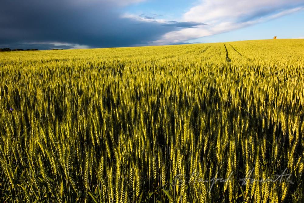 barley field in summer