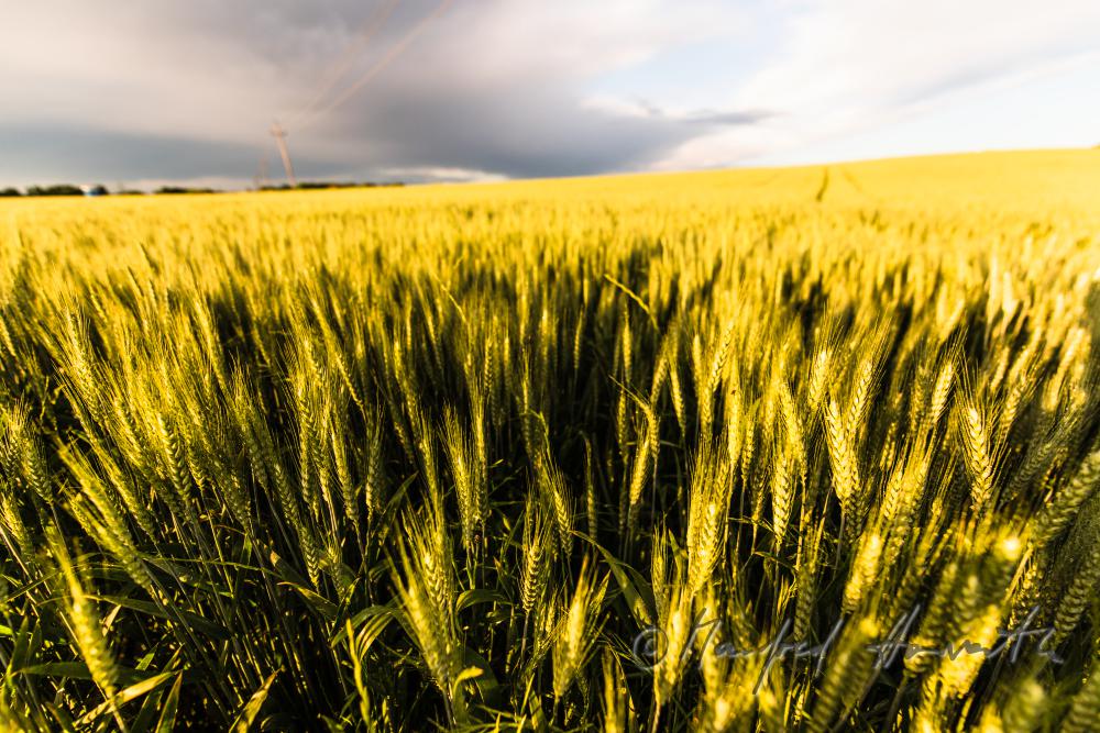 barley field in summer