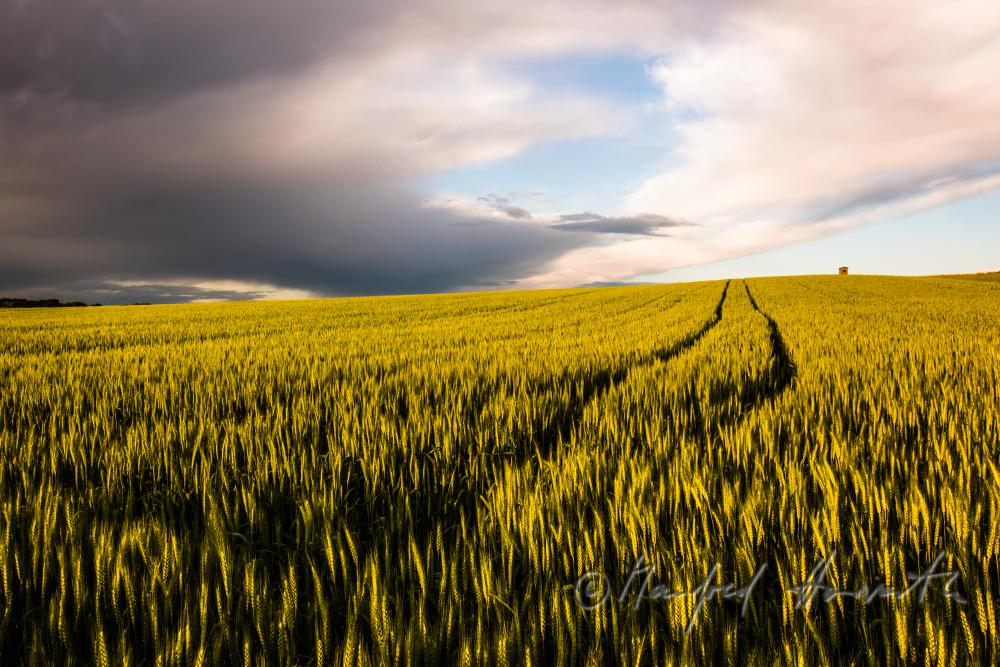 barley field in summer