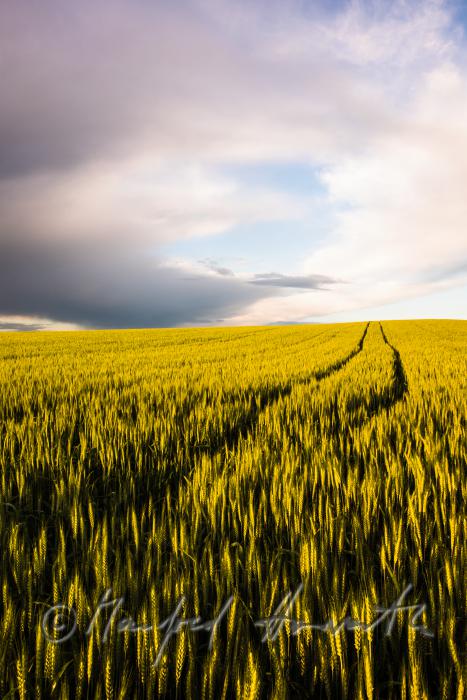 barley field in summer