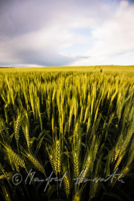 barley field in summer