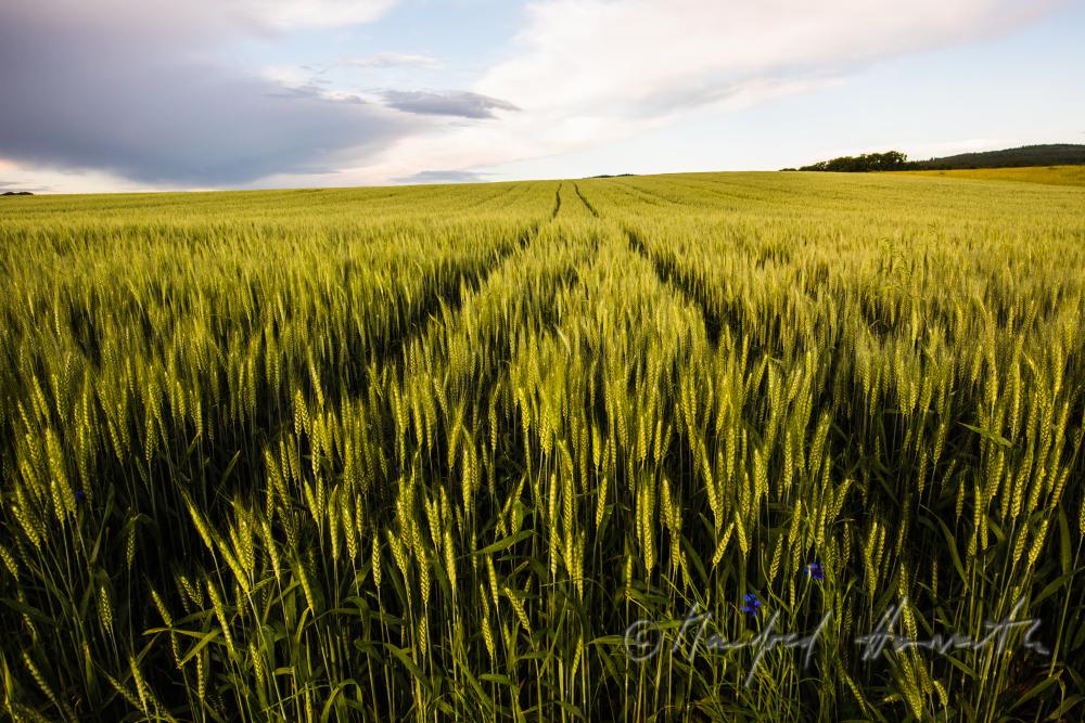 barley field in summer