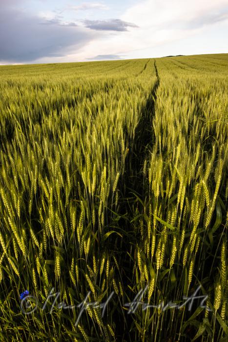 barley field in summer