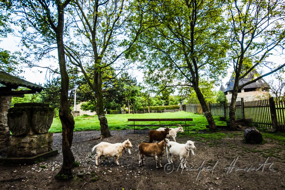 goats in the animal park of Castle Kobersdorf