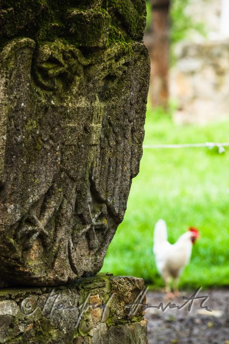 chicken in the animal park of Castle Kobersdorf