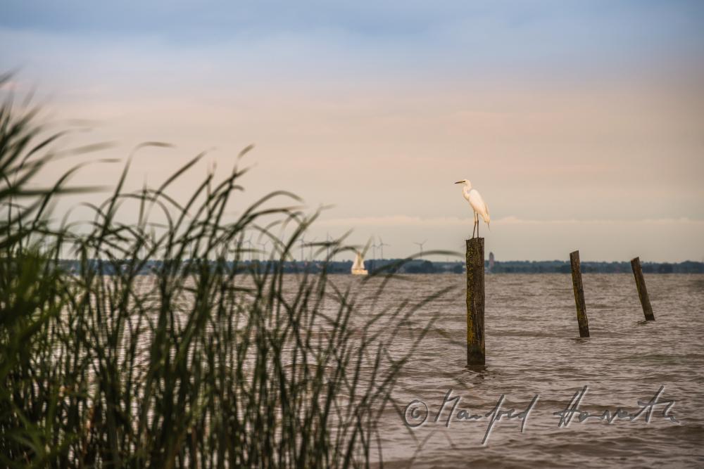 lakeshore in the reed belt