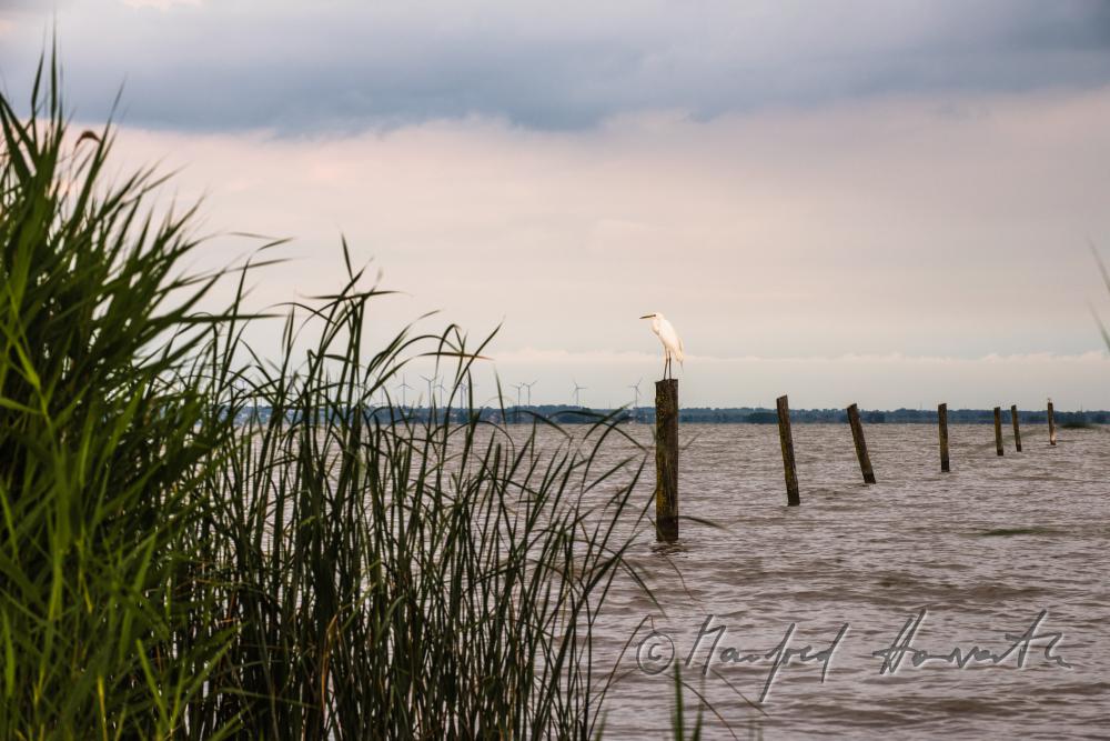 lakeshore in the reed belt