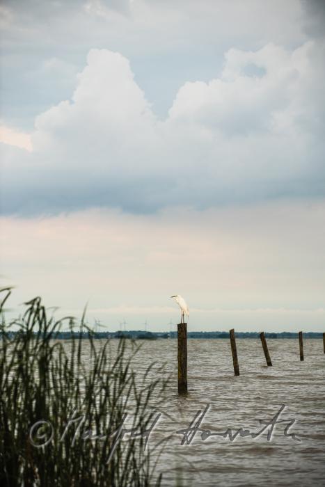lakeshore in the reed belt