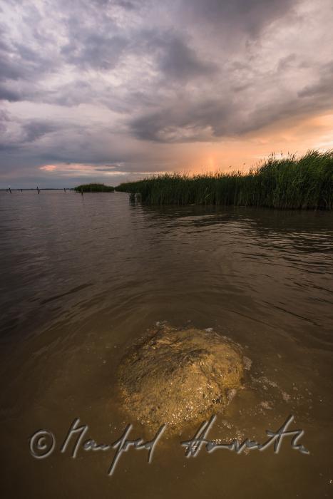 stone on the gravel beach and reeds