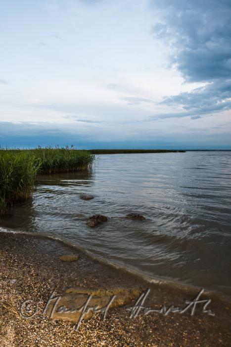 stones on the gravel beach and reeds
