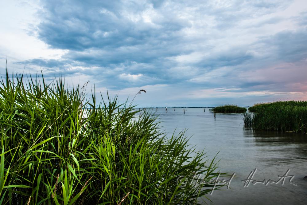 lakeshore in the reed belt