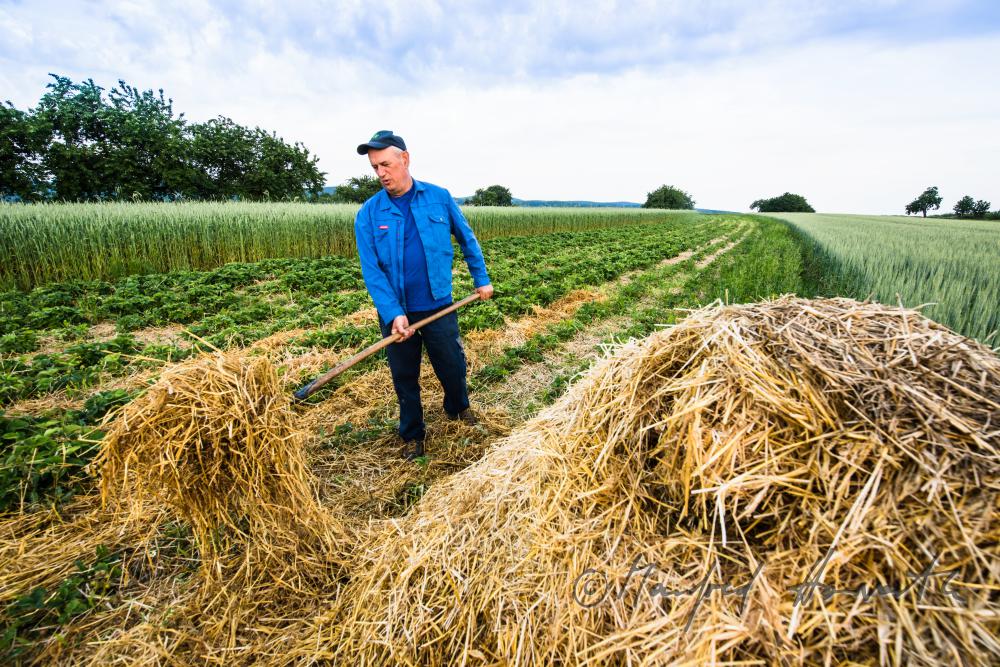 orchardist in the strawberry field spreading straw