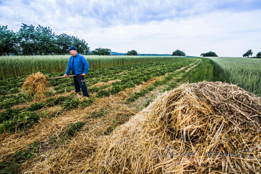 orchardist in the strawberry field spreading straw