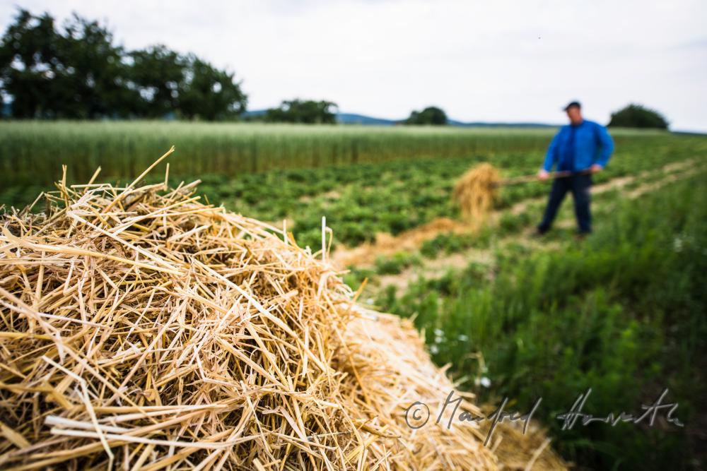 orchardist in the strawberry field spreading straw