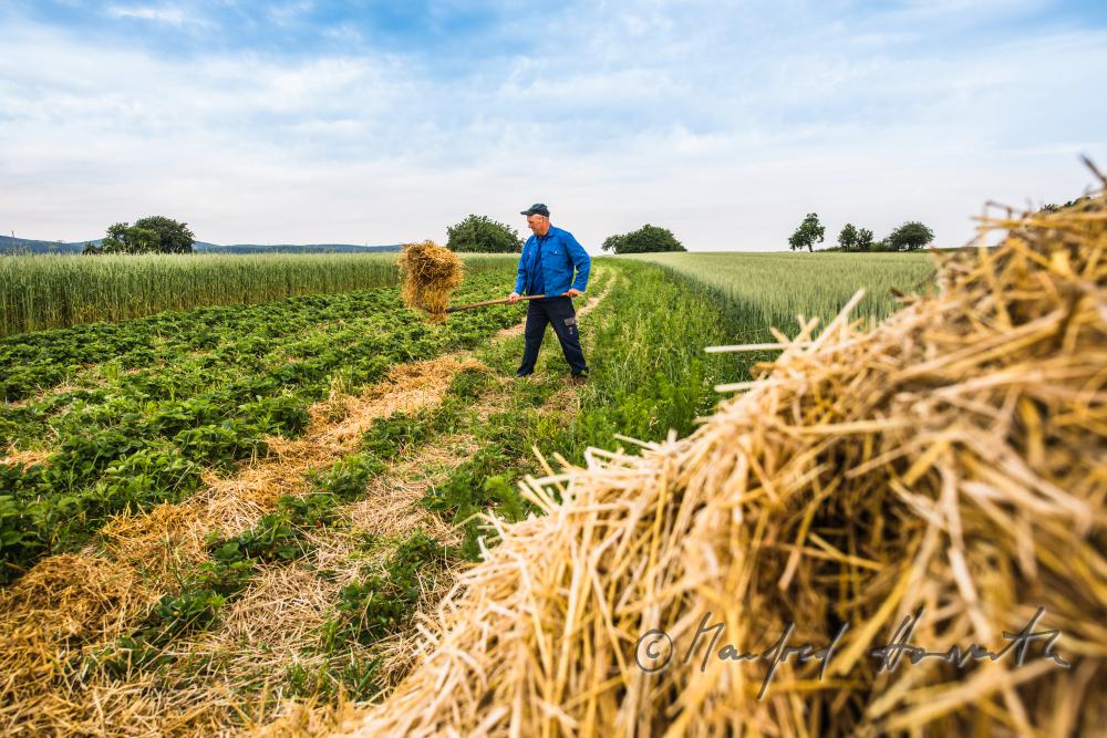 orchardist in the strawberry field spreading straw