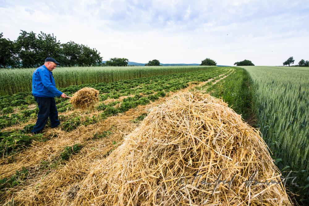 orchardist in the strawberry field spreading straw