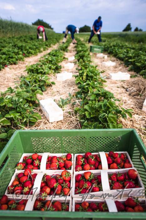 strawberry harvest of organic grown strawberries in July