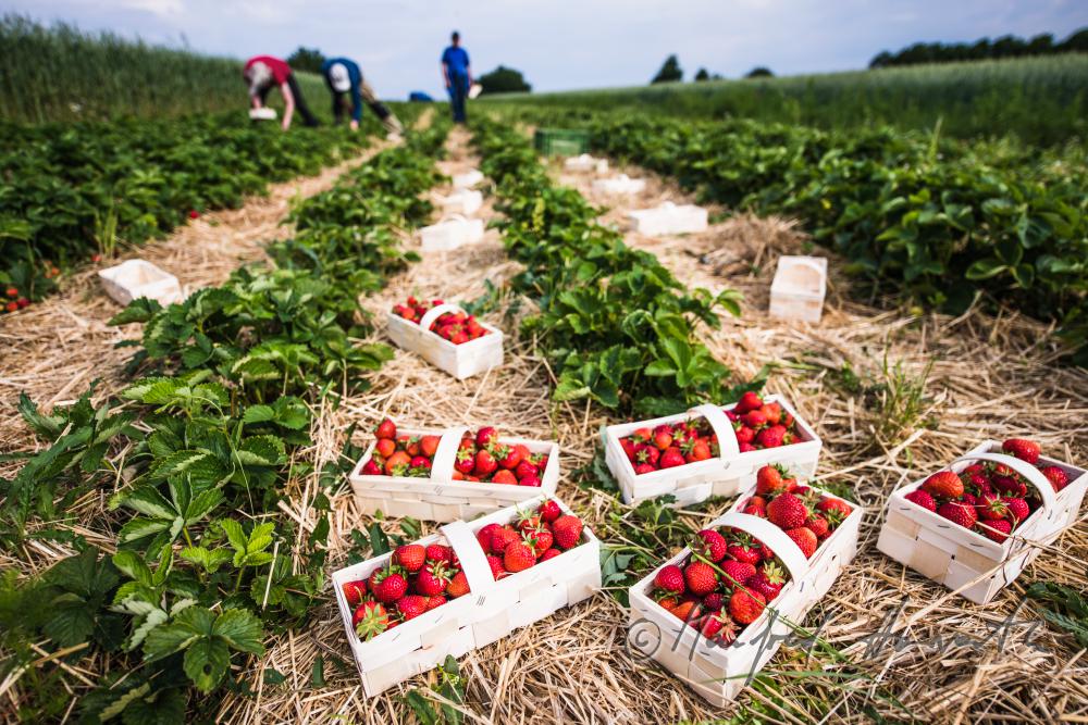strawberry harvest of organic grown strawberries in July
