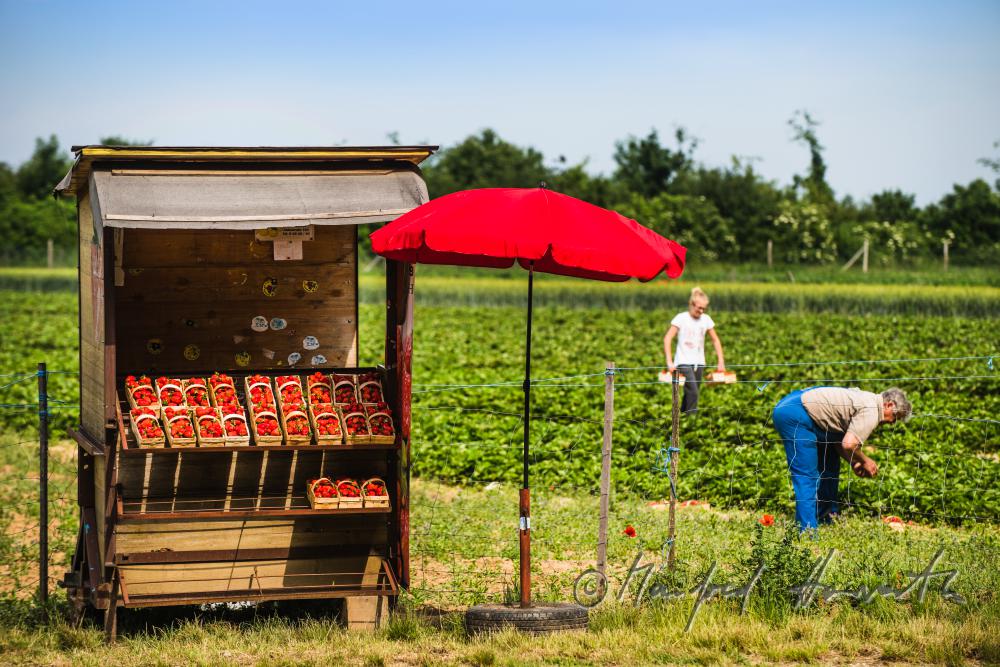 street trading stand for strawberries near the strawberry field