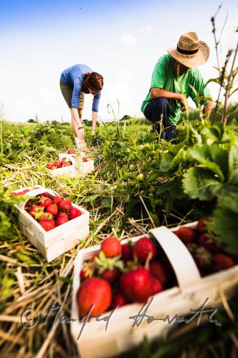 strawberry harvest of organic grown strawberries in July
