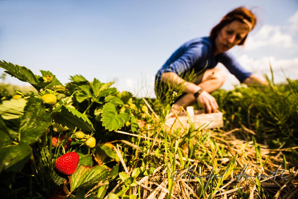 strawberry harvest of organic grown strawberries in July