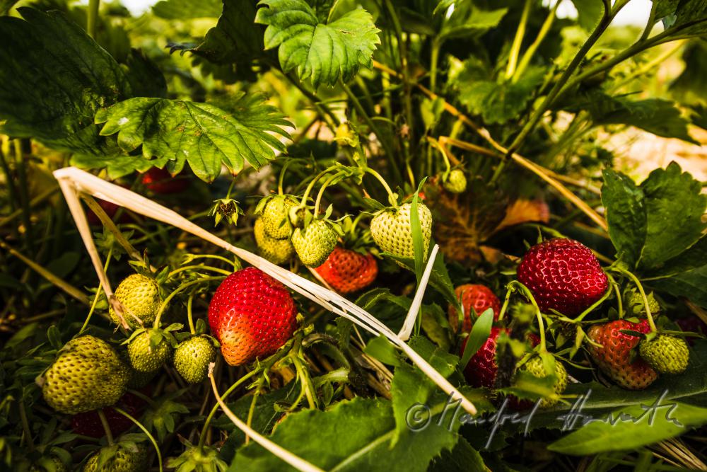 strawberry harvest of organic grown strawberries in July