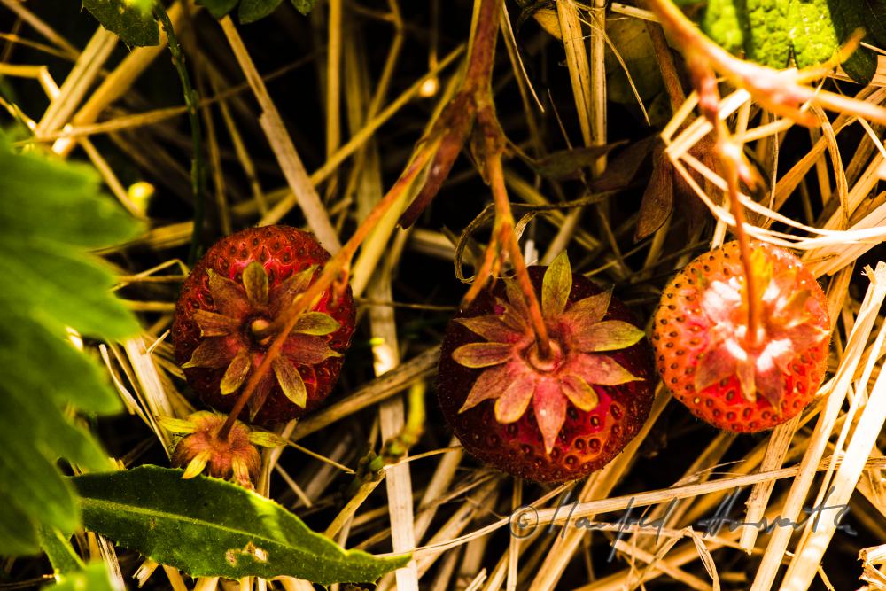 strawberry harvest of organic grown strawberries in July