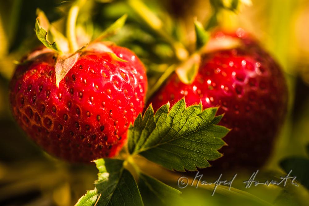 strawberry harvest of organic grown strawberries in July