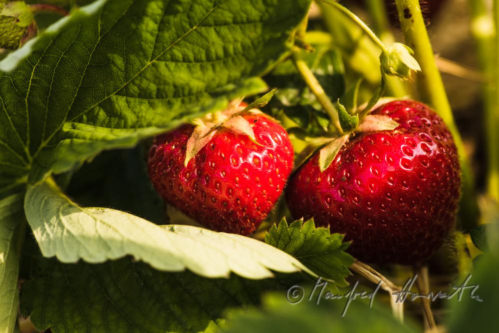 strawberry harvest of organic grown strawberries in July