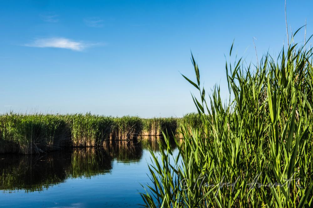 lakefront with reeds
