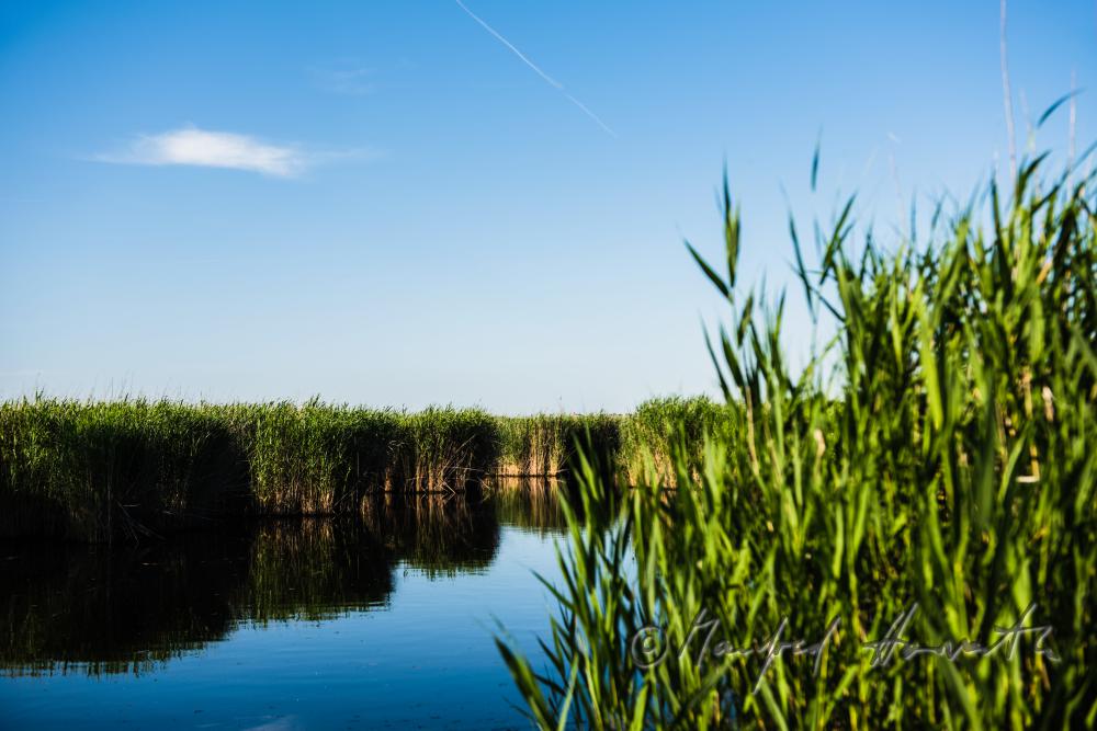 lakefront with reeds