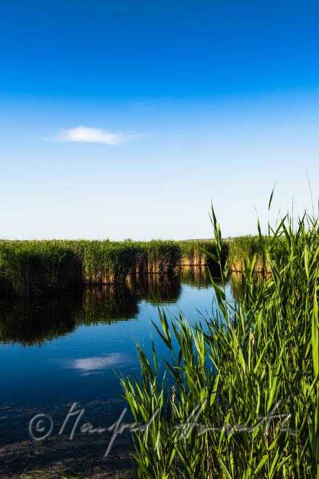lakefront with reeds